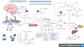 ANALGÉSICOS Y ANTIPIRÉTICOS  Acetaminofen  MECANISMO DE ACCIÓN aines acetaminophen [upl. by Perkoff815]