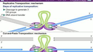 Transposition l Mechanism of Transposition [upl. by Honora]