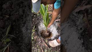 Cómo germinar y plantar coco plantas siembra frutas cosecha [upl. by Yeldua640]