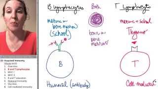 Acquired Immunity 2 B and T lymphocytes [upl. by Uos]