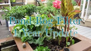 Pond Bog Filtration 1 year Update [upl. by Agan]