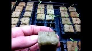 Tomato Seed Germination In Rockwool [upl. by Elleirua]