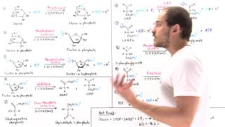 Overview of Glycolysis Part II [upl. by Bernadene]