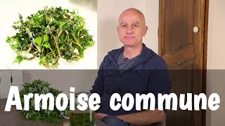 L’armoise commune Artemisia vulgaris  règles et digestion difficiles crises d’épilepsie [upl. by Bello]