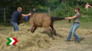 Pony Dimitri mit Baggern aus Schacht in Voerde befreit [upl. by Lampert]