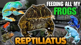 FEEDING MY PET FROGS Pacman frogs Dart frogs Tree frogs and more [upl. by Anitrebla]