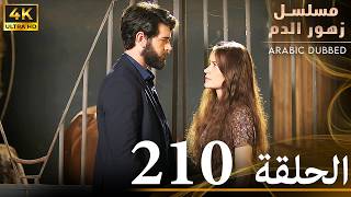 الحلقة 210  مسلسل زهور الدم  مدبلج بالعربية  Kan Çiçekleri  جودة 4K [upl. by Esilram]