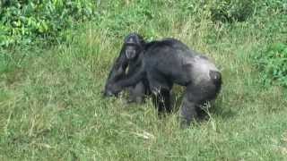 Chimpanzees fighting on Ngamba Island in Uganda [upl. by Obocaj]