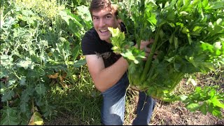 HD REUPLOAD GIANT Celery and Wildlife Abound  MIgardener [upl. by Yelhak762]