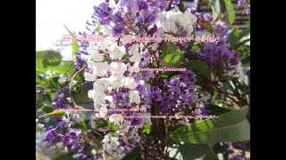 お迎えは白と紫？！To welcome white and purple  ハーデンベルギア Hardenbergia violacea 季節の花 日本花図鑑 J flower guide [upl. by Past]