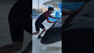 Giant dolphin fish was found inside the swimming pool  shortvideos [upl. by Nauqyt]