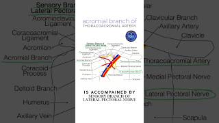 Acromial branch of thoracoacromial artery shorts anatomy [upl. by Ulphi]