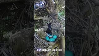 fact about Penduline tit birds amezingfacts shorts viralvideo [upl. by Sascha]