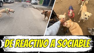 ¡¡¡ APLICA ESTO Y TU PERRO AGRESIVO SERA SOCIABLE [upl. by Snej]