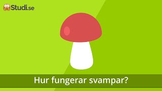 Hur fungerar svampar Biologi  wwwbinogise [upl. by Baxy]