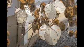 How to turn the Money Plant into Silver Dollars Lunaria annua [upl. by Andromache]