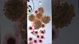 Understanding ChemotherapyTreatment Benefits amp Side Effects। Manish Shrivastava। StudyIQ IAS Hindi [upl. by Allicserp851]