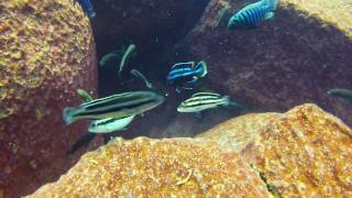 Melanochromis loriae at Linganjala Reef [upl. by Diamond210]