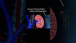 Structure of Human Kidney urinarysystem kidney nephron kidneyanatomy kidneyfunction excretion [upl. by Gilles965]