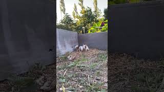 Baby guinea pig wheek wheek 🙂 guineapigs guineapig cavy guineapigslove ginepig [upl. by Marlon]