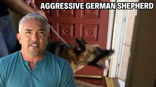 How To Know If A Dog Is Protective Insecure Or Aggressive  Cesar 911 Season 2 Ep 2  Part 1 [upl. by Annaoi424]