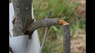 Twig Girdler Damage In A Persimmon Orchard [upl. by Aitnis]