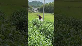 Pick tea shoots agriculture leaf tea farming farmer woman agronomy field [upl. by Yurik972]