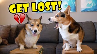 CORGI Brothers Reunion  But It Doesnt Go Well  Life After College Ep 720 [upl. by Ietta]