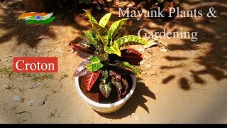 Croton Plant Potting  Potting Mix  hindi [upl. by Aelak422]