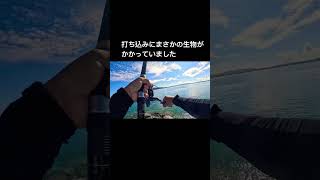 打ち込みにまさかの大物がかかっていました。 のんびり釣りを 沖縄釣り 打ち込み釣りfishing [upl. by Royal299]