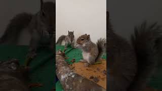 Feeding Time Baby Eastern Grey Squirrels maine greysquirrels easterngreysquirrels babysquirrels [upl. by Murdock]