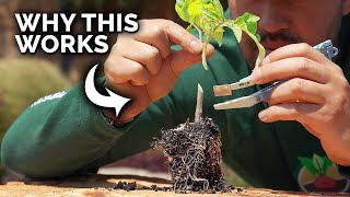 A Tomato Growing Trick That Seems Insane But Works Like a Charm [upl. by Noinatrad]