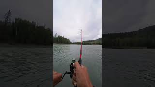 Skeena river steelhead fight [upl. by Jeanne]