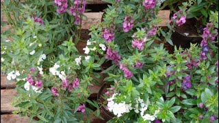 Plantando angelonia planta de sol pleno [upl. by Emmery824]