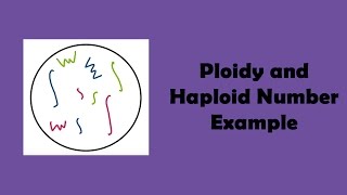 Ploidy and Haploid Number Example [upl. by Akinwahs761]