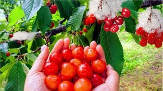 Worlds Most Expensive Cherry  Amazing Japan Agriculture Technology Farm  Best Cherry Harvest [upl. by Drofkcor210]