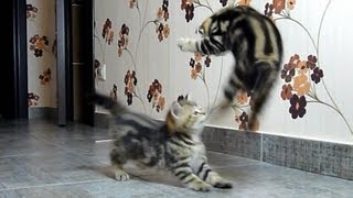 Funny Cats Compilation of fighting dancing and playing Cute Kittens [upl. by Anniroc]