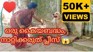 ഒരു കൈയബദ്ധം നാറ്റിക്കരുത് പ്ലീസ് 😱😭dog labrador ALBEESVlogs thechottuzvlog50 vlogs funny [upl. by Sandeep]