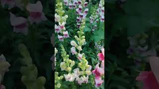 Antirrhinum львиныйзев [upl. by Egiaf356]