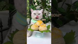 Cute Cat Cooking 🥘 viral funny animals kitten cooking comedy food drama recipe cake cute [upl. by Annerb]