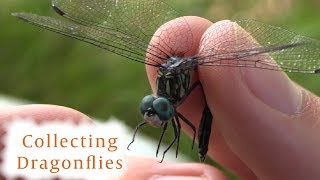 How to Collect Dragonflies [upl. by Wolfram948]