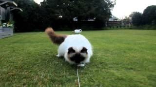 Crazy Fluffy birman Cats [upl. by Ainslie74]