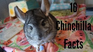 16 Cool Chinchilla Facts [upl. by Nesnej]