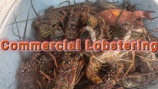 Commercial Lobster Diving in South Florida If its blowing were going [upl. by Clevey346]