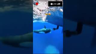 الأوركا تهاجم من تحت القارب beats shark art orca music whale wildlife art animals dolphin [upl. by Trevorr672]