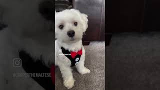 Dear diary…📔shorts youtubeshorts casperthedog viraltrendshorts puppytraining [upl. by Enenstein]