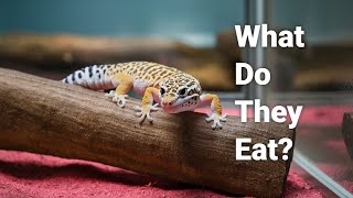 The Shocking Diet of Leopard Geckos [upl. by Nulubez]