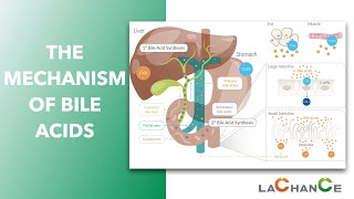 The Mechanism of Bile Acid Action I Bile acids have effect on emulsification digestion absorption [upl. by Auhsoj]