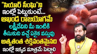 ఇది ఇంట్లో పెట్టుకుంటే ఆఖండ రాజ‌యోగ‌మే  Secret About the Siyar Singhi  Pradeep Joshi  TSW [upl. by Ronaele]