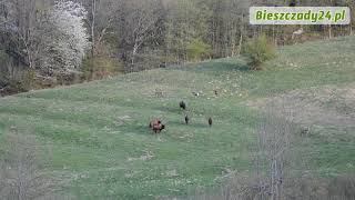 BIESZCZADY Zobacz jak żubry bronią swojego terytorium [upl. by Llertnov]